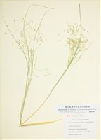 藏品(長毛落芒草)的圖片